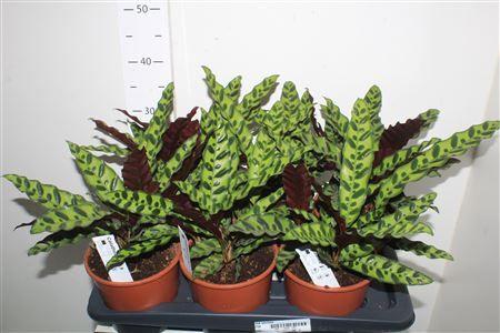 Горшечные цветы и растения оптом Calat Lancifolia от 6шт из Голландии с доставкой по России