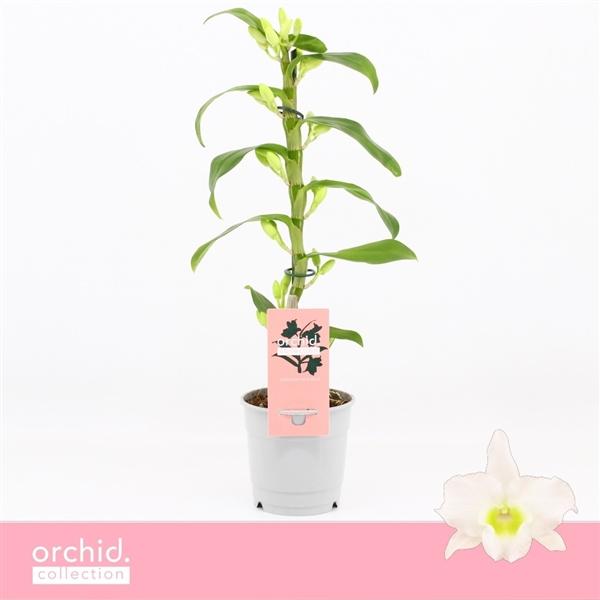 Горшечные цветы и растения оптом Dendr Nob 1st Apollon Compact от 10шт из Голландии с доставкой по России