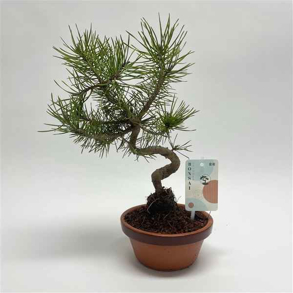 Горшечные цветы и растения оптом Bonsai Pinus от 3шт из Голландии с доставкой по России