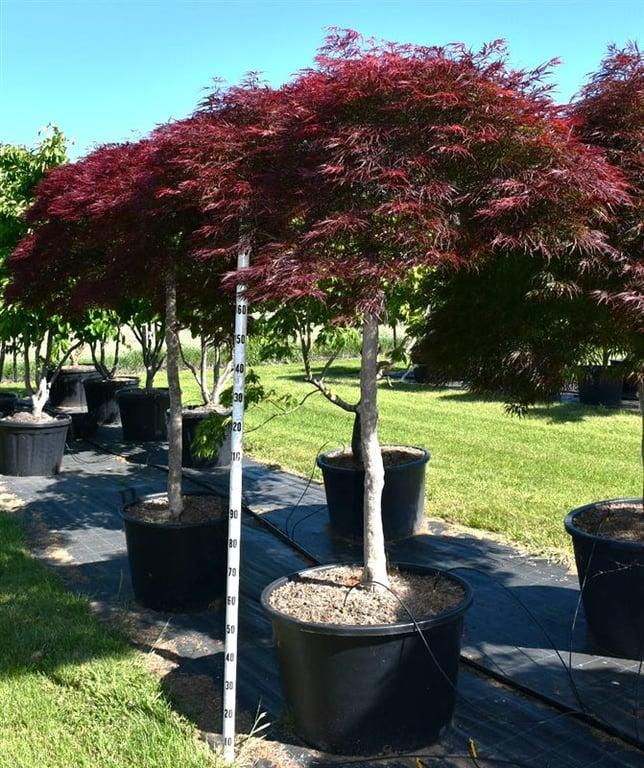 Горшечные цветы и растения оптом Acer Palm Garnet On Stem от 1шт из Голландии с доставкой по России