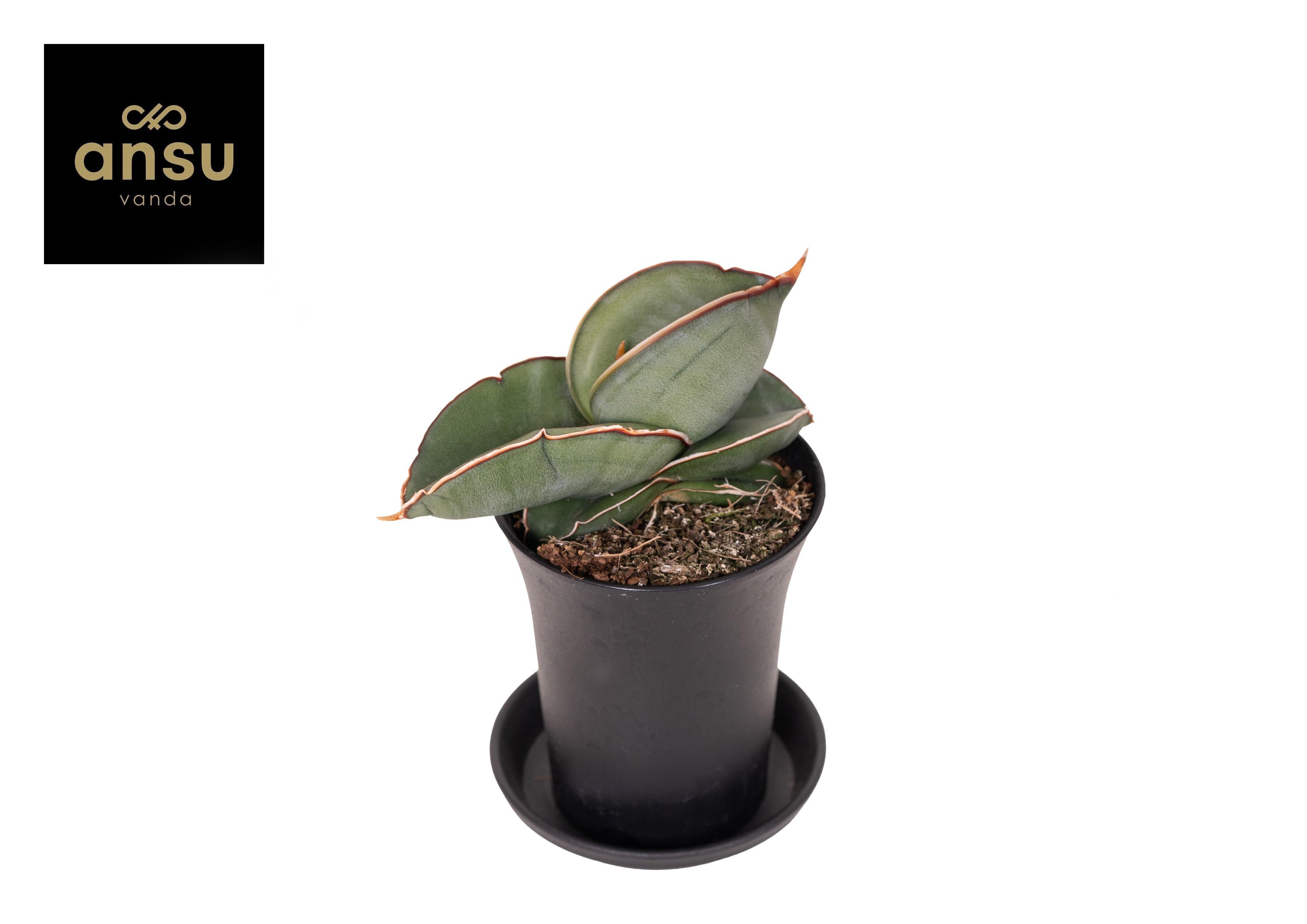 Горшечные цветы и растения оптом Sansevieria Almond Silver In Sierpot от 9шт (для телеги) из Голландии с доставкой по России