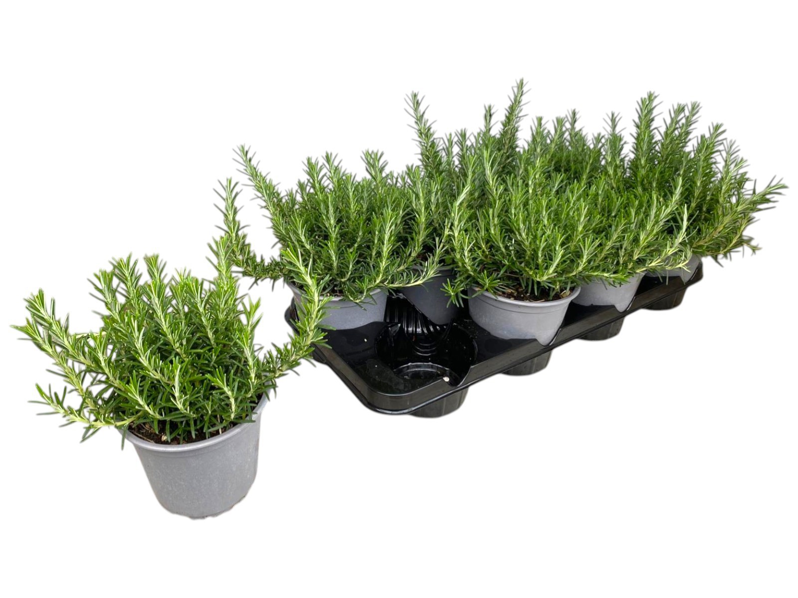 Горшечные цветы и растения оптом Rosmarinus Prostratus от 8шт из Голландии с доставкой по России
