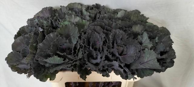 Срезанные цветы оптом Brassica black leaf от 30шт из Голландии с доставкой по России