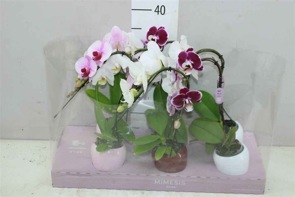 Горшечные цветы и растения оптом Phal Swan Mix 1 Tak In Keramiek от 6шт из Голландии с доставкой по России