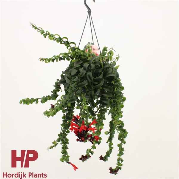 Горшечные цветы и растения оптом Aeschynanthus Rasta Hanging Pot от 7шт из Голландии с доставкой по России