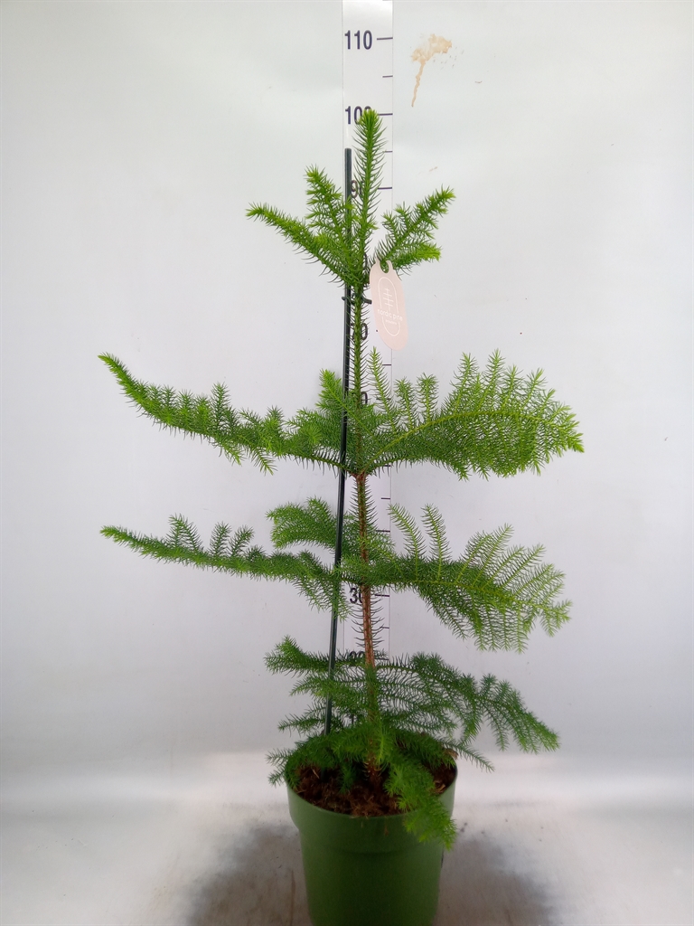 Горшечные цветы и растения оптом Araucaria Heterophylla от 1шт из Голландии с доставкой по России