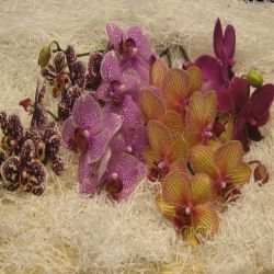 Срезанные цветы оптом Phalaenopsis mix (per flower) от 45шт из Голландии с доставкой по России