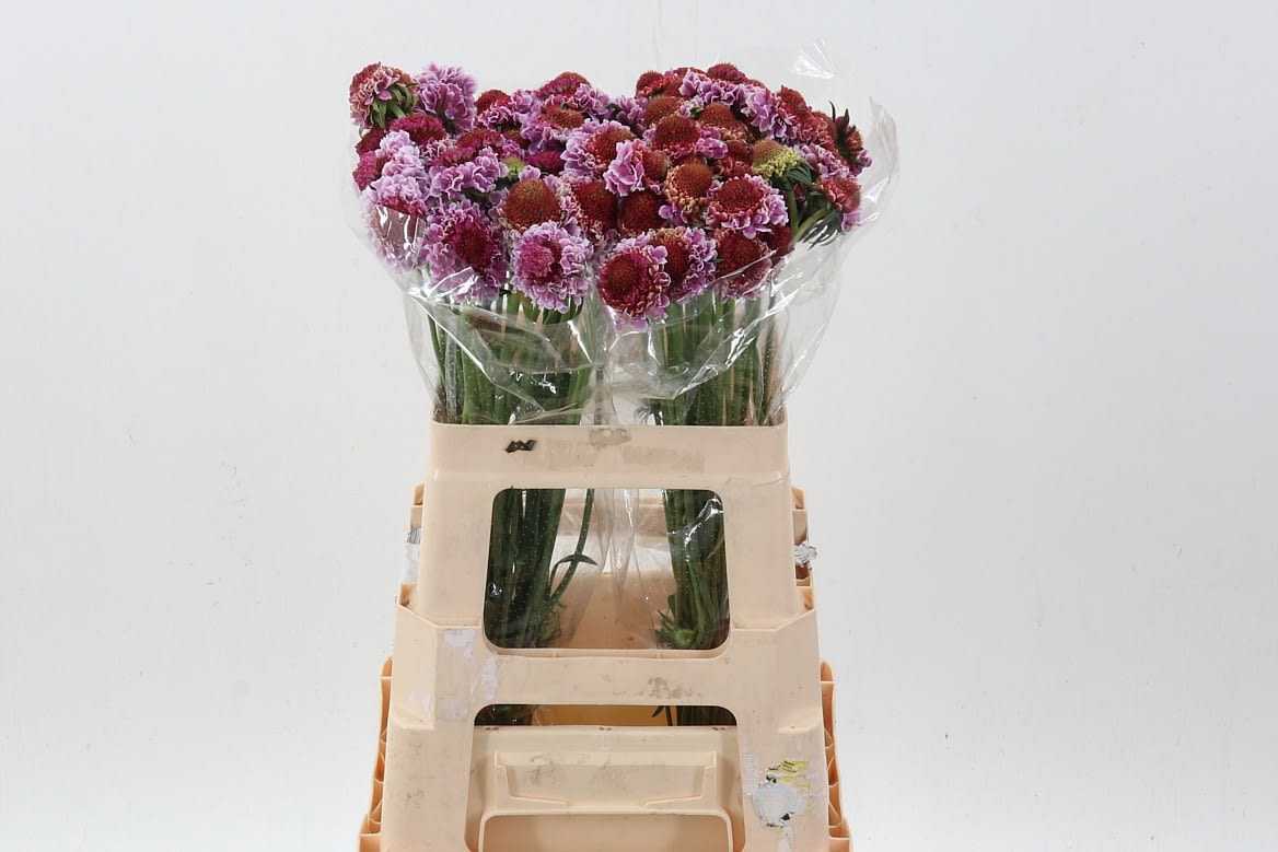 Срезанные цветы оптом Scabiosa focal scoop bicolour pink от 60шт из Голландии с доставкой по России