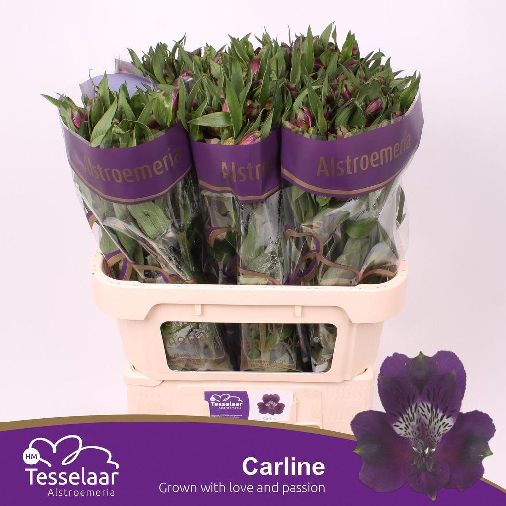 Срезанные цветы оптом Alstroemeria carline от 80шт из Голландии с доставкой по России