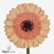 Срезанные цветы оптом Germini oreo от 80шт из Голландии с доставкой по России