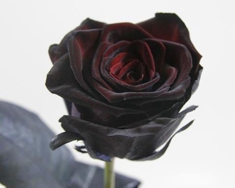 Срезанные цветы оптом Rosa la paint black (red naomi!) от 60шт из Голландии с доставкой по России