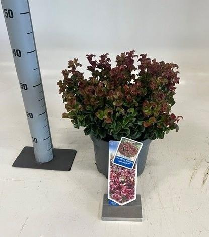 Горшечные цветы и растения оптом Leucot Ax Curly Red от 1шт из Голландии с доставкой по России