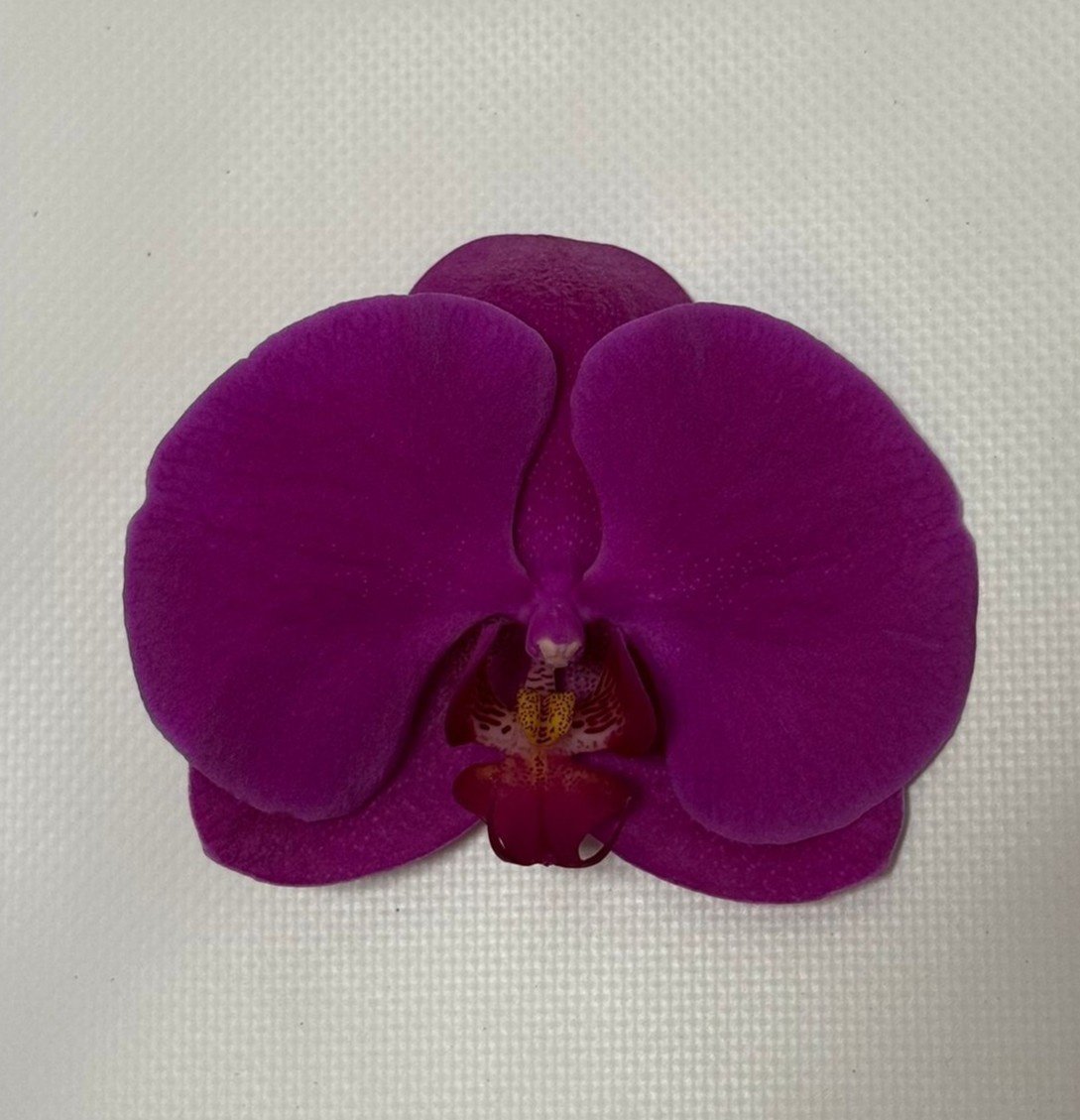 Срезанные цветы оптом Phalaenopsis chiangmai (per flower) от 25шт из Голландии с доставкой по России