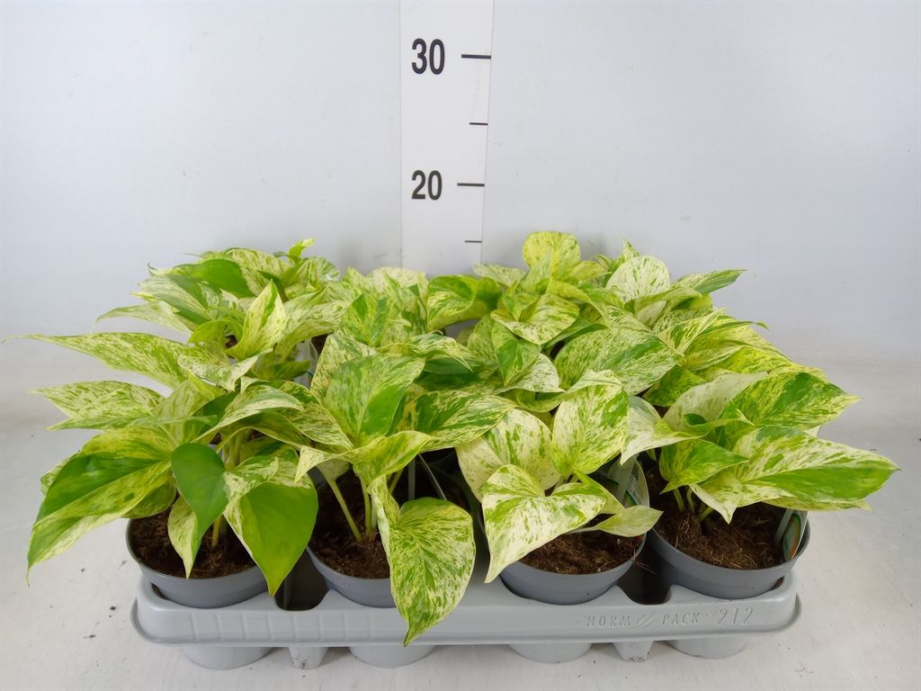 Горшечные цветы и растения оптом Epipremnum   ... от 8шт из Голландии с доставкой по России