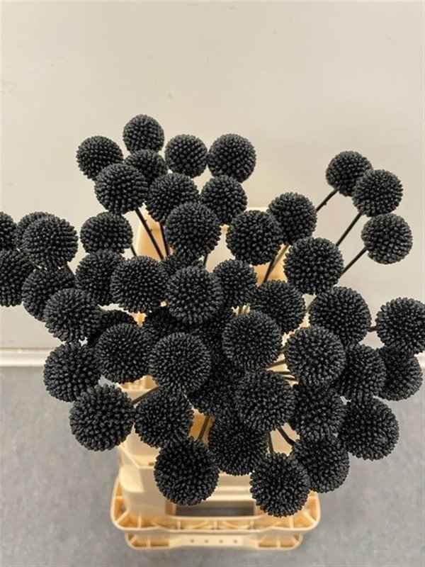 Срезанные цветы оптом Craspedia paint black от 100шт из Голландии с доставкой по России