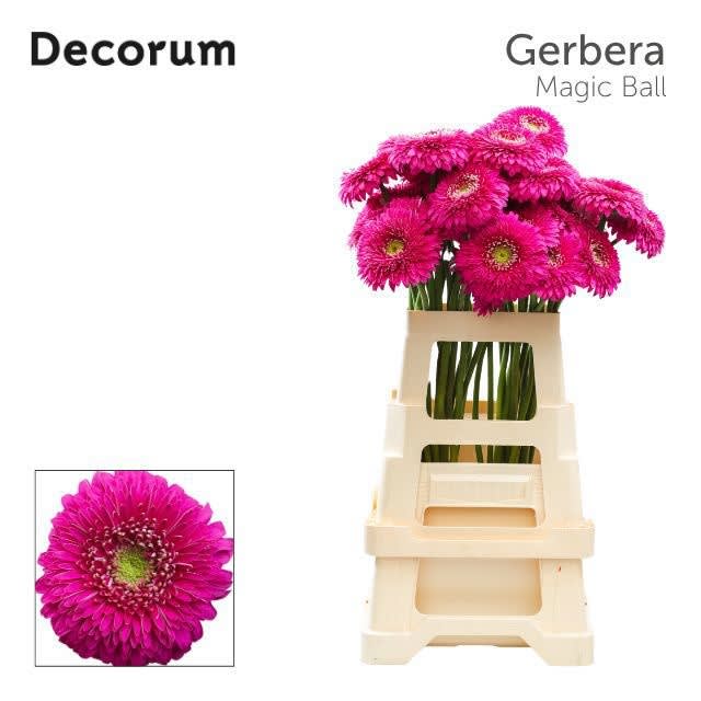 Срезанные цветы оптом Gerbera magic ball от 40шт из Голландии с доставкой по России