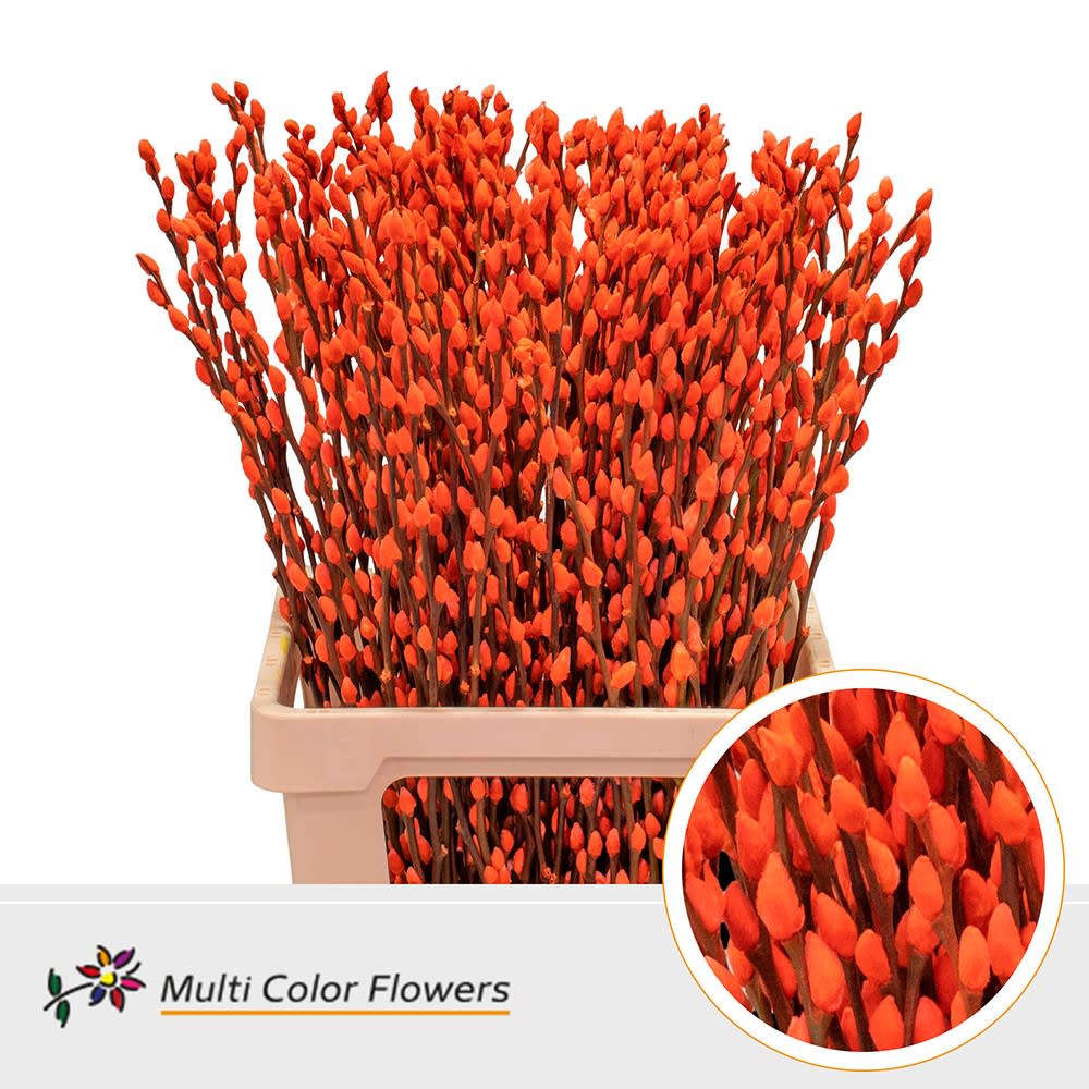 Срезанные цветы оптом Salix paint pussy willow orange от 200шт из Голландии с доставкой по России