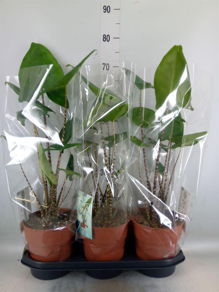 Горшечные цветы и растения оптом Alocasia Zebrina от 3шт (для телеги) из Голландии с доставкой по России