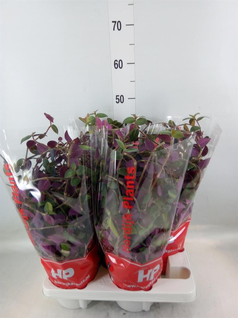 Горшечные цветы и растения оптом Tradescantia   ... от 4шт из Голландии с доставкой по России