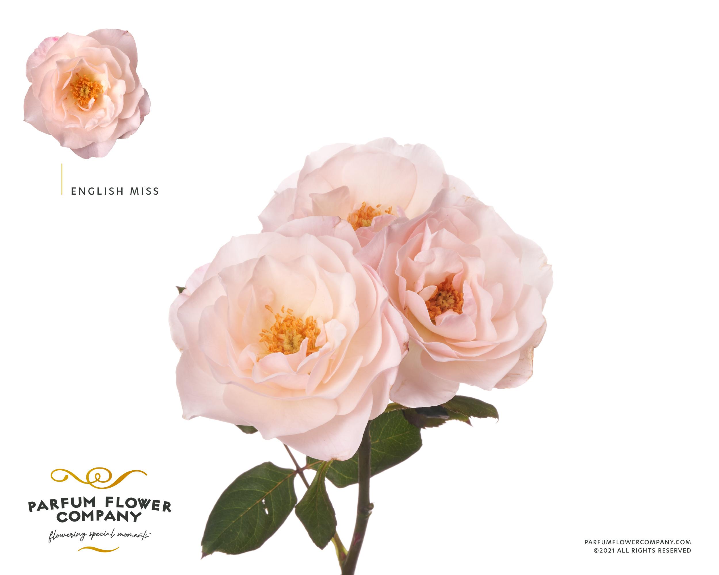 Срезанные цветы оптом Rosa spray garden english miss от 24шт из Голландии с доставкой по России