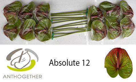 Срезанные цветы оптом Anthurium absolute 322 от 12шт из Голландии с доставкой по России