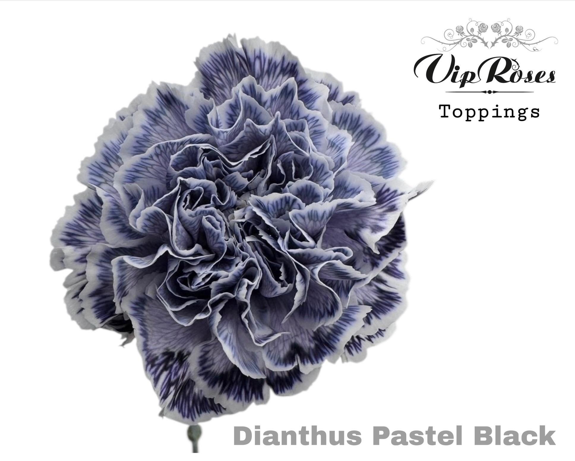 Срезанные цветы оптом Dianthus st paint pastel black от 40шт из Голландии с доставкой по России