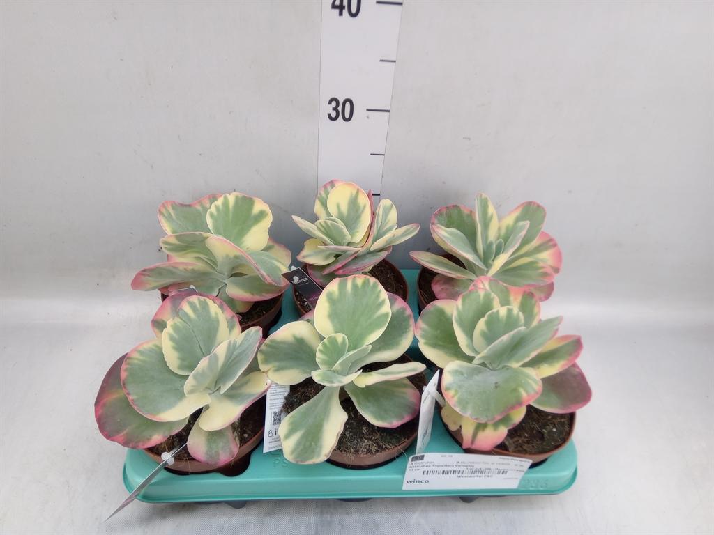 Горшечные цветы и растения оптом Kalanchoe Nf Thyrsiflora от 6шт из Голландии с доставкой по России