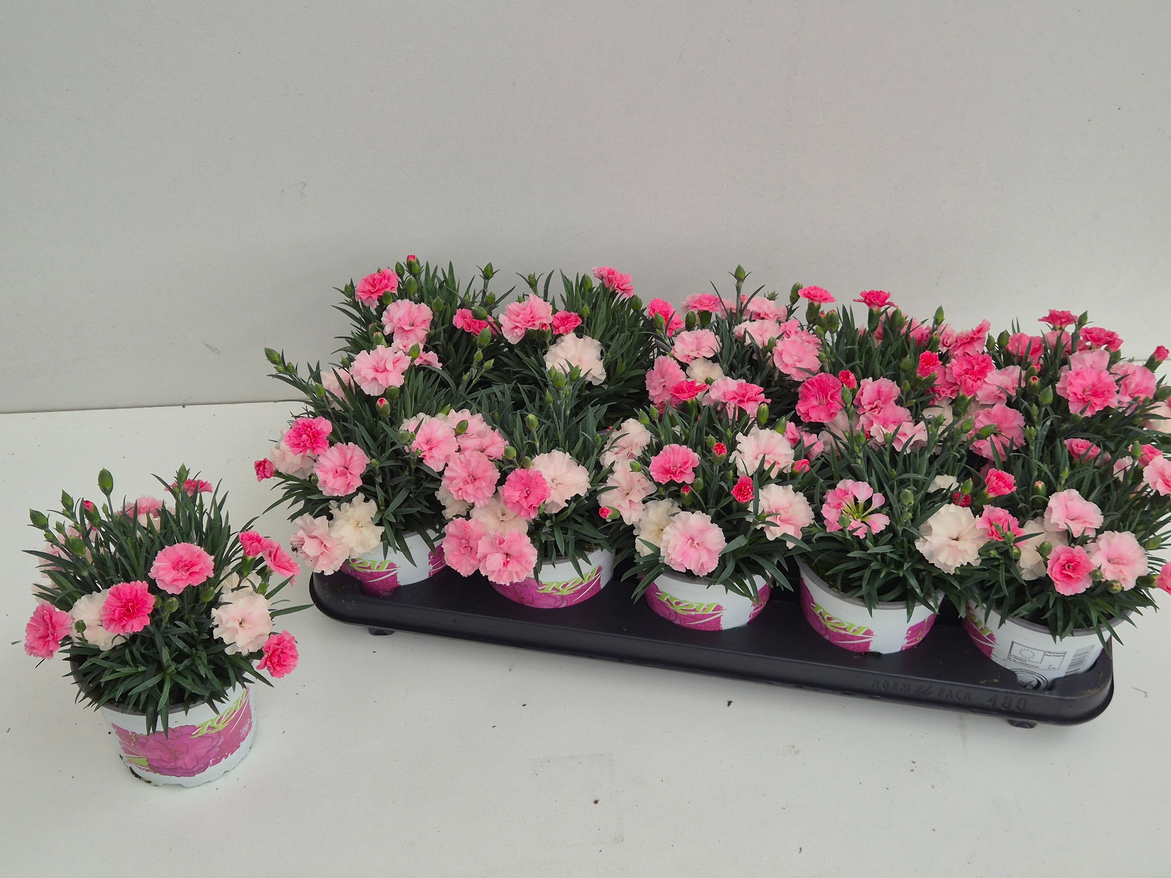 Горшечные цветы и растения оптом Dian I Love U от 10шт из Голландии с доставкой по России