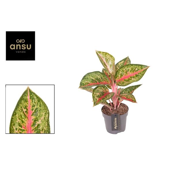 Горшечные цветы и растения оптом Aglaonema Paradise Red от 6шт из Голландии с доставкой по России