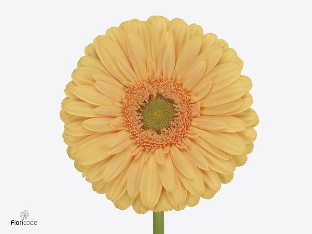 Срезанные цветы оптом Gerbera diamond mango от 15шт из Голландии с доставкой по России