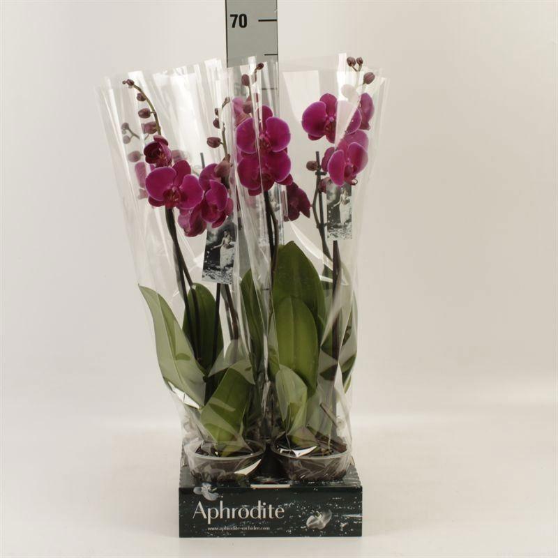 Горшечные цветы и растения оптом Phalaenopsis Anthura Oudtshoorn от 4шт из Голландии с доставкой по России