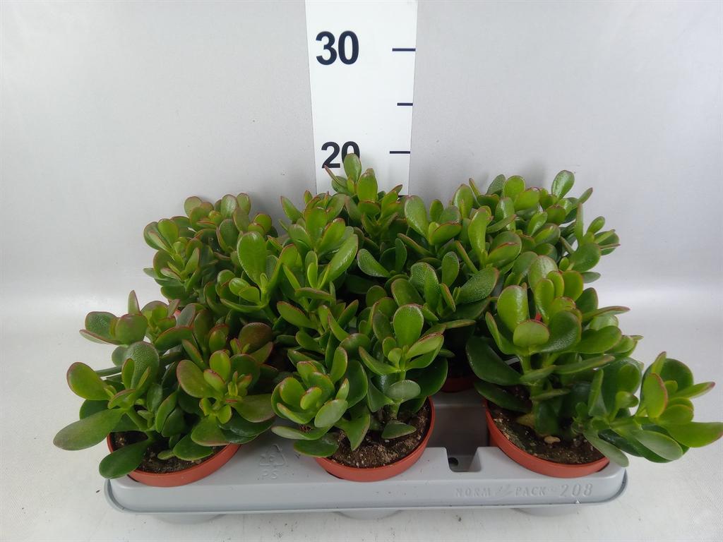 Горшечные цветы и растения оптом Crassula Ovata от 8шт из Голландии с доставкой по России