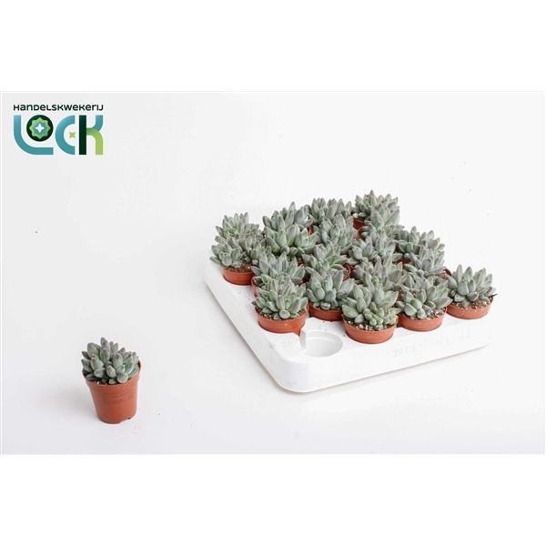 Горшечные цветы и растения оптом Echeveria Hookeri от 20шт из Голландии с доставкой по России