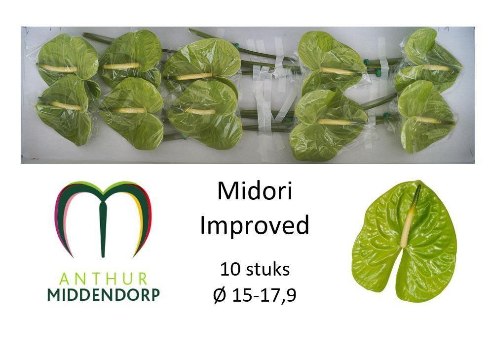 Срезанные цветы оптом Anthurium midori improved от 10шт из Голландии с доставкой по России
