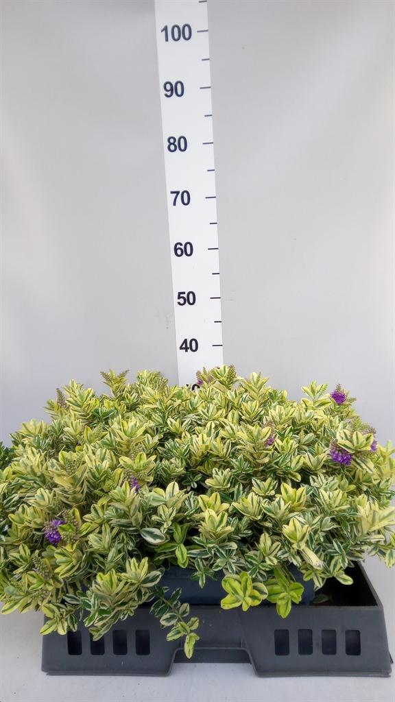 Горшечные цветы и растения оптом Hebe Andersonii variegata от 2шт из Голландии с доставкой по России