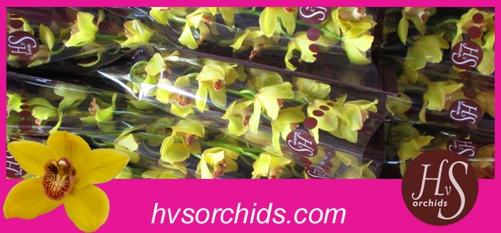 Срезанные цветы оптом Cymbidium yellow nevada от 12шт из Голландии с доставкой по России