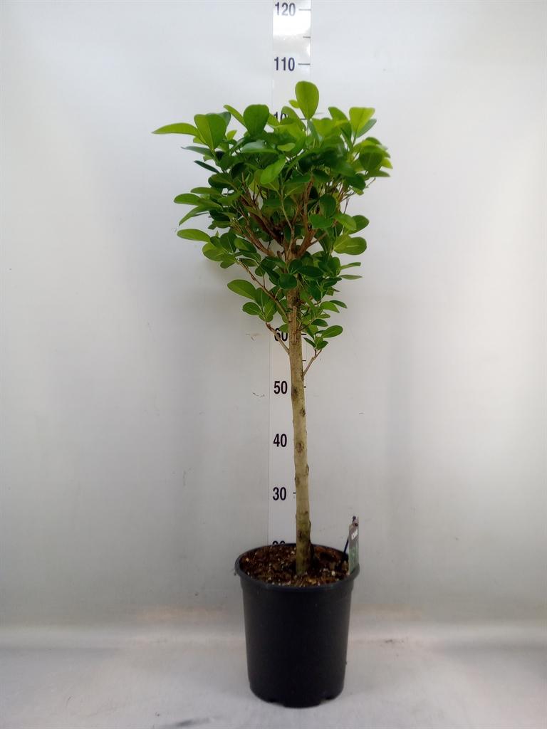 Горшечные цветы и растения оптом Ficus Moclame Twisted Stem от 1шт из Голландии с доставкой по России