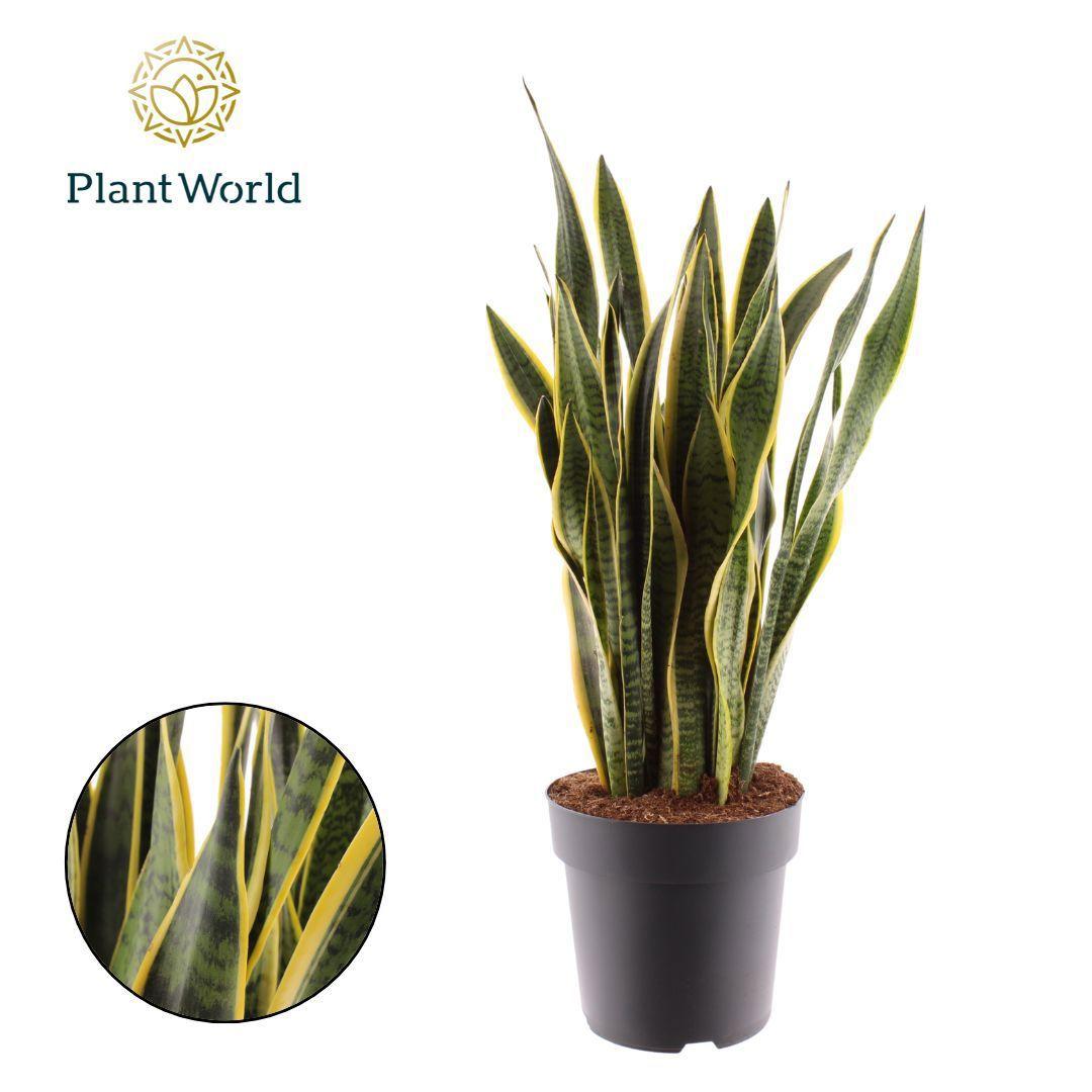Горшечные цветы и растения оптом Sansevieria Laurentii (dec) от 1шт из Голландии с доставкой по России
