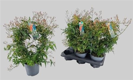 Горшечные цветы и растения оптом Jasm Polyanthum Wit 22+ от 6шт из Голландии с доставкой по России