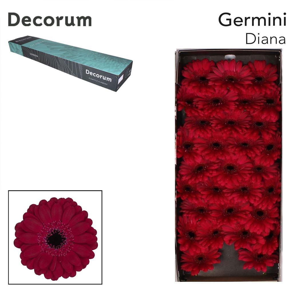 Срезанные цветы оптом Germini diana от 60шт из Голландии с доставкой по России