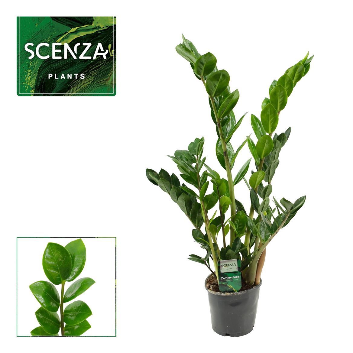 Горшечные цветы и растения оптом Zamioculcas Lima 12 Cm Scenza 50 Cm от 10шт из Голландии с доставкой по России
