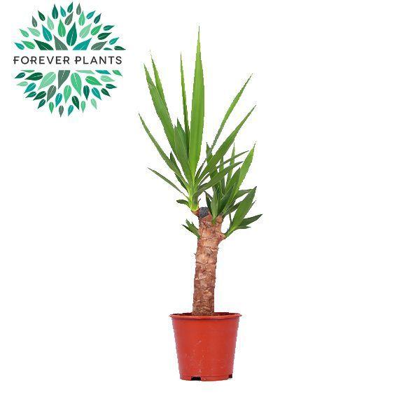 Горшечные цветы и растения оптом Yucca 30cm Stem 2+ от 8шт из Голландии с доставкой по России