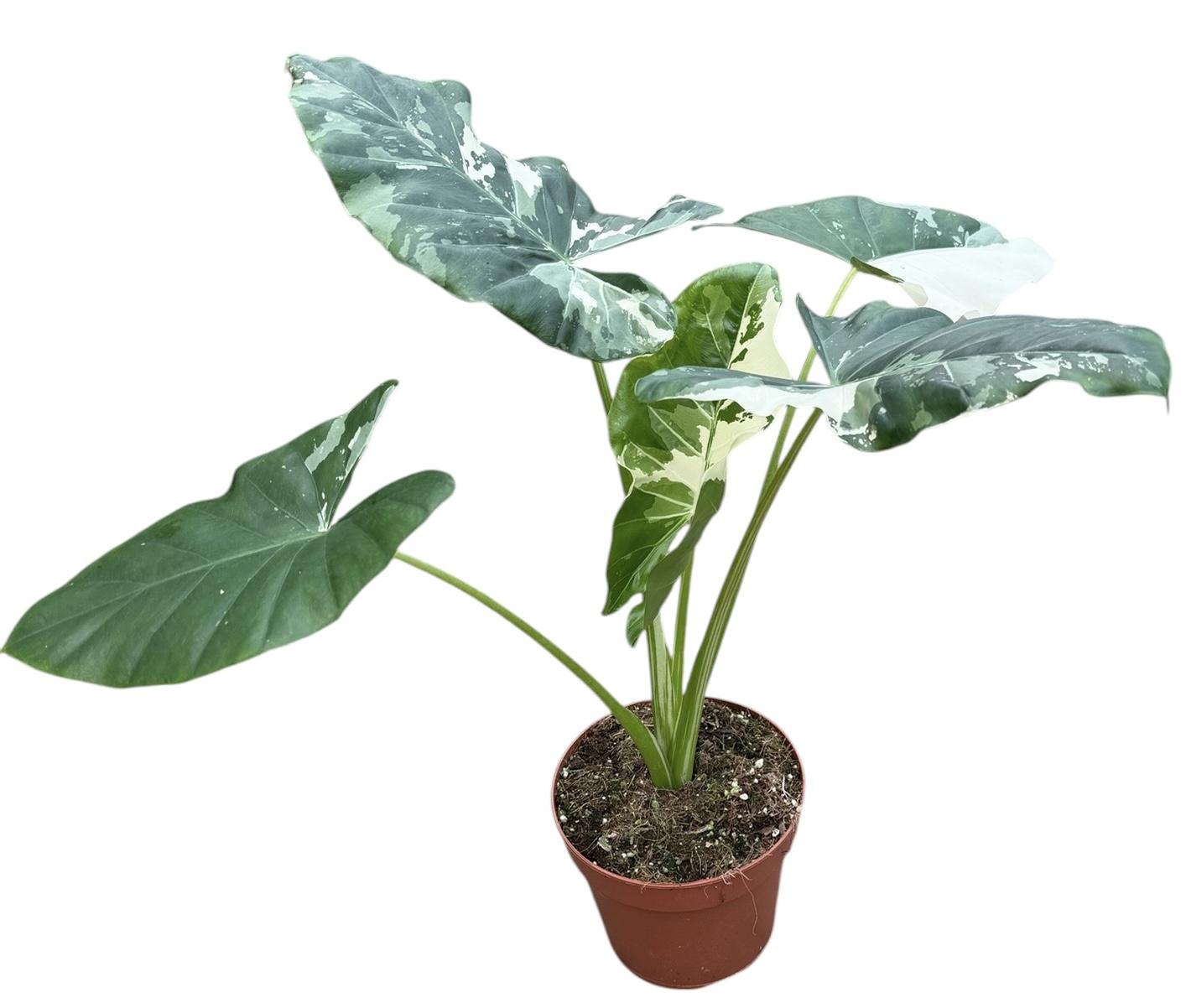 Горшечные цветы и растения оптом Alocasia Macrorhiza Variegata от 1шт (для телеги) из Голландии с доставкой по России