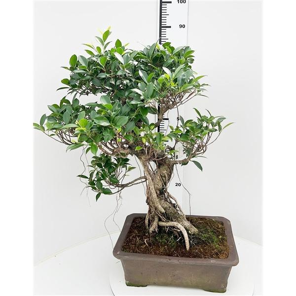 Горшечные цветы и растения оптом Bonsai Ficus Retusa от 1шт из Голландии с доставкой по России