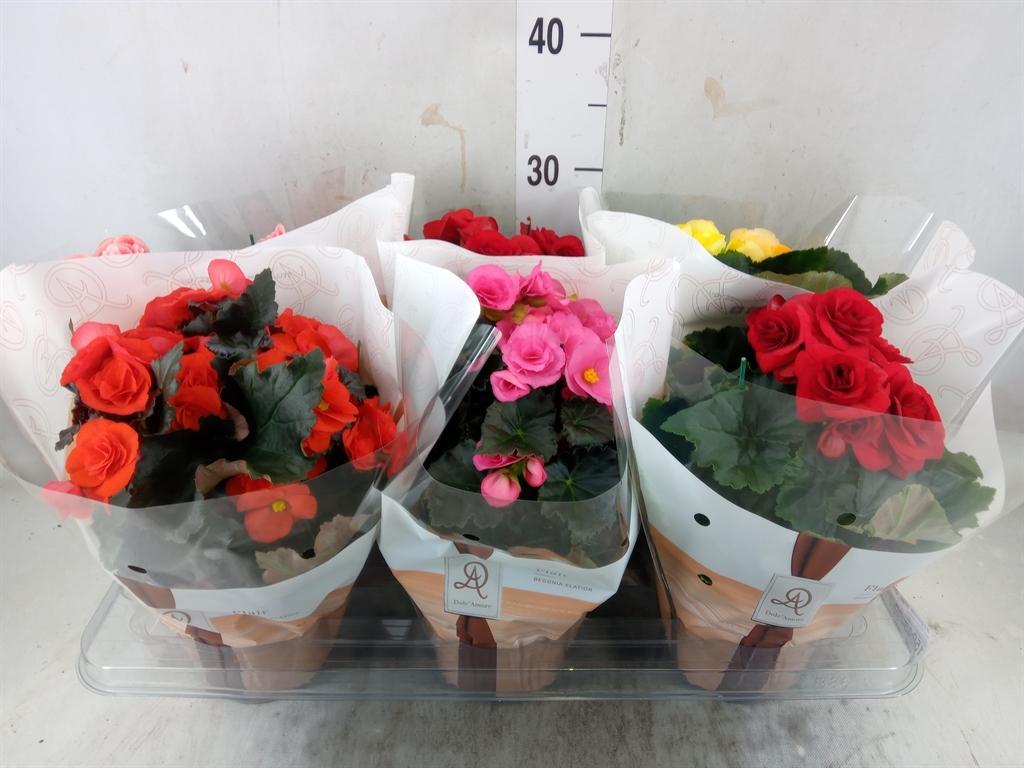 Горшечные цветы и растения оптом Begonia Elat. Du   ...mix от 6шт (для телеги) из Голландии с доставкой по России