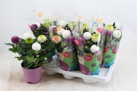 Горшечные цветы и растения оптом Chrys Fp Gem In Pot от 7шт из Голландии с доставкой по России