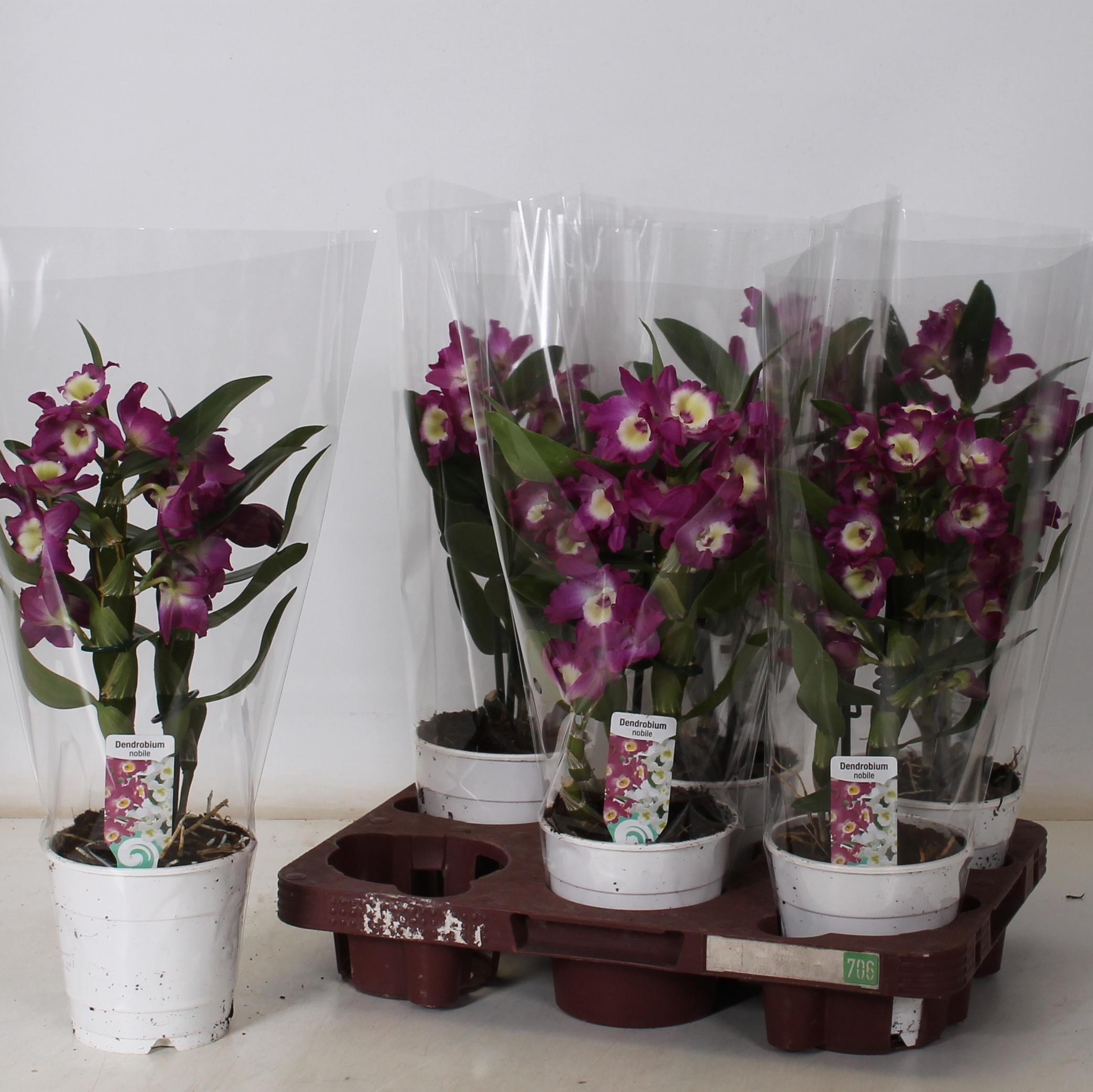 Горшечные цветы и растения оптом Dend Nobile от 6шт' из Голландии с доставкой по России