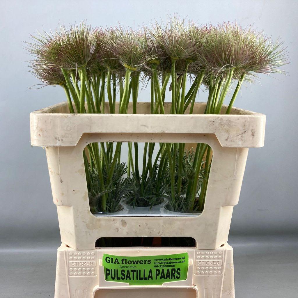 Срезанные цветы оптом Pulsatilla vulgaris (zaadpluizen) от 50шт. из Голландии с доставкой по России