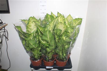 Горшечные цветы и растения оптом Dieffenbachia Mars от 6шт из Голландии с доставкой по России