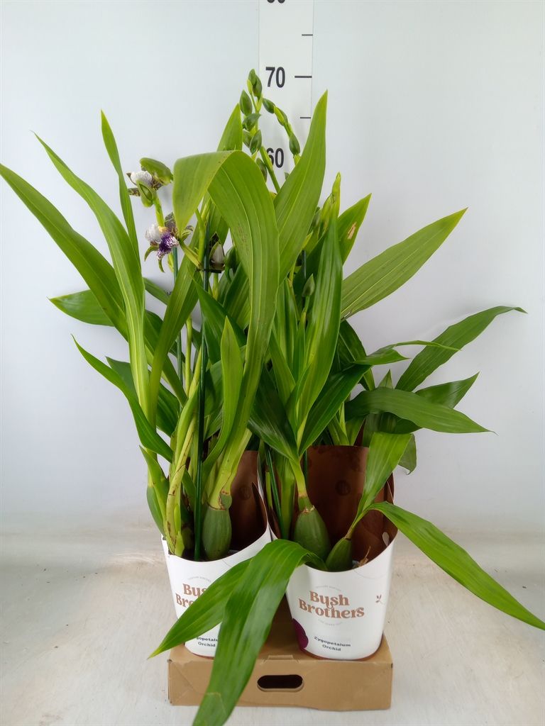 Горшечные цветы и растения оптом Zygop Kruising Mix от 4шт из Голландии с доставкой по России